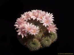 Rebutia kariusiana 1825